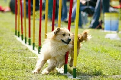 Products like GLPH-1 from Gourmetcueticals, when used with sport animals, can help reduce the muscle breakdown caused by strenuous exercise and activity.