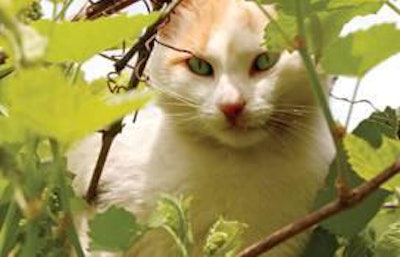 In the vast US petfood market, formulating and positioning products along natural, organic and holistic lines represents a way for traditional marketers to pique pet ownersâ€™ interest and carve out a niche. tadija, Bigstockphoto.com