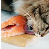 Not only are many ingredients from the ocean full of nutritional value, but both dogs and cats tend to agree on their utter palatability!
