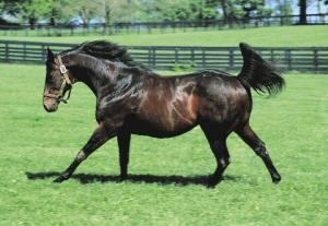 0702 Fi N Equine Micromin Opt(1)