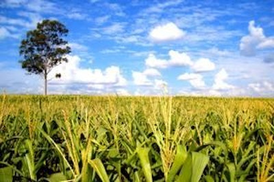 0908 F Mcorn