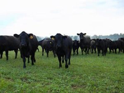 Black Angus dams are part of the Kentucky Proud initiative.