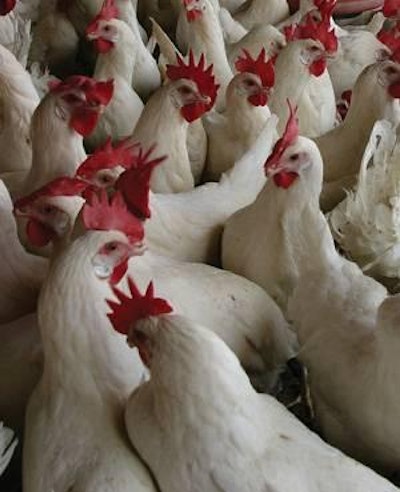 In order to be truly representative, samples must be collected from individual birds distributed throughout the house, not in just one section.