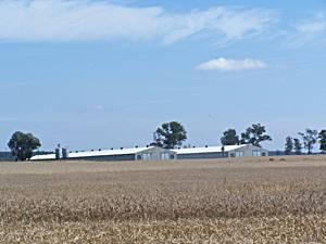 State-of-the-art GP facilities, including rearing and laying farms, located near Poznan, Western Poland, built following an agreement between BroMargo and Aviagen.