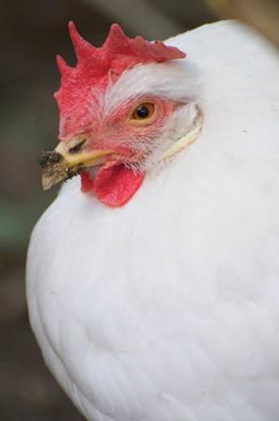 Moose Henderson I Dreamstime.com | In least cost feed formulations, DDGS may include up to 15 percent of the diet in broiler feeds.