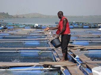 Photo courtesy Nutreco | Egypt is experiencing a rapid expansion in its capacity for extruded fish feed production.