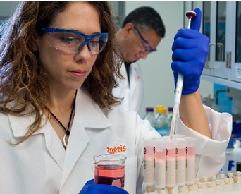 Researchers says the complexity of the African swine fever virus has made developing a vaccine especially difficult.