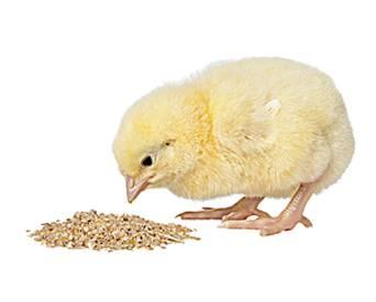 Use of enzymes can reduce the requirement for expensive protein-rich ingredients in feed and allow replacement with lower protein, often locally grown, feed ingredients without loss of performance.