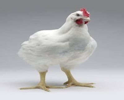 Cobb | Mid-size chicken producers saw the most gain in market share over the past decade.