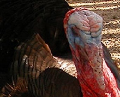 H5N2 avian influenza cases continue to surface in turkey flocks in Minnesota and South Dakota.