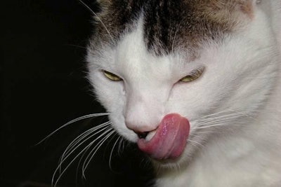 freeimages.com/Ludmilla Rossi | More Americans are considering feeding their pets a raw diet.