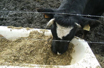 Cattle Eating 1000