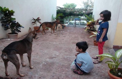 Dogs Kids India