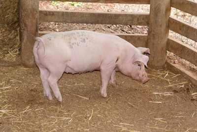 Starting gilts on a diet with organic trace minerals as early on as at the end of the nursery period may help reduce hoof lesions. | Darryl Smith
