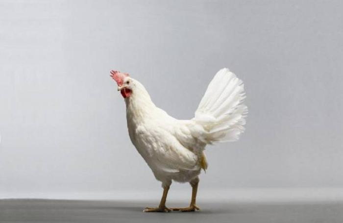 Foto cortesía de Zoetis.