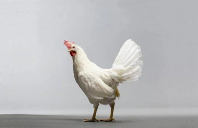 Foto cortesía de Zoetis.