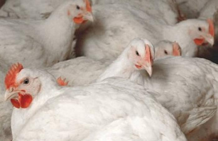Australian Chicken Meat Federation