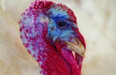 Photo courtesy of Iowa Turkey Federation