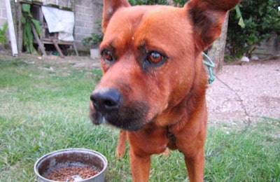 Within the past decade, dogs and cats increasingly have come to be thought of as members of the family in many Latin American households. | Tim Wall