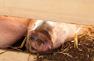 How can the industry create enough confidence in the pig sector to encourage the investment required to improve existing housing and develop animal production systems that take into account these new environmental and animal welfare objectives? | Andrea Gantz