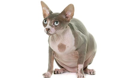 (cynoclub | BigStock.com)