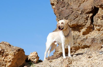(AG-PHOTOS | BigStockPhoto)