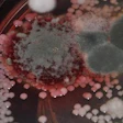 Rock River Laboratory Tmr Hygiene Diagnostic Package