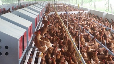 Aspecto de uno de los galpones de ponedoras libres de jaula, perteneciente a la empresa Nutriavícola (Huevos Oro), que posee 33 granjas en nueve municipios de Valle y Tolima (occidente). | Foto cortesía de Nutriavícola