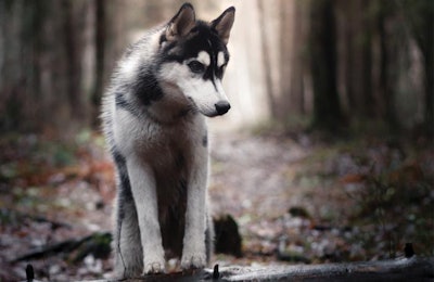 Russia’s pet food market has proven challenging for domestic producers looking to gain a larger foothold against international entities. | annaav.Fotolia.com