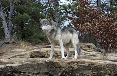 Dogs are omnivorous carnivores and can eat a wide range of foods to survive. Their ancestors, such as the gray wolf, hunted in packs and were competitive feeders after a kill. | outdoorsman, Bigstock.com