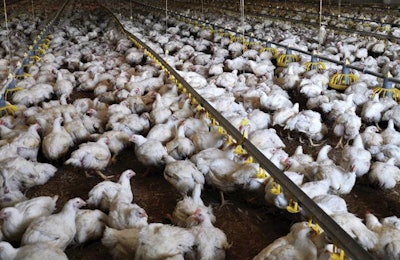 The development of new precision nutrition technologies will increasingly generate efficencies and profitability for poultry producers. | orestligetka, fotolia