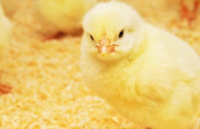 Bigstock Chick Pollito