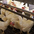 Cage-free hens need considerably more feed than their conventionally raised counterparts, thanks to their increased mobility. | Austin Alonzo