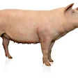 Hendrix Genetics Hypor Libra Sow