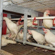 Cage-free egg farming is difficult even for veteran farmers. Learn from others mistakes to make the transition smoother. | Austin Alonzo