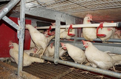 Cage-free egg farming is difficult even for veteran farmers. Learn from others mistakes to make the transition smoother. | Austin Alonzo