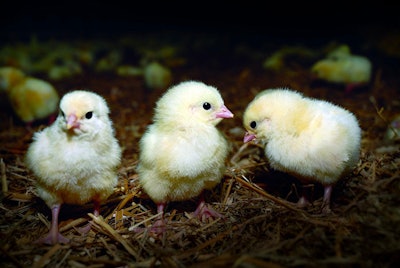Good litter management can contribute to healthy footpads, keep air quality high and protect birds from cold floors. | Mafoto, Dreamstime