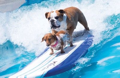 Lucy Pet Products and Lucy Pet Foundation Founder Joey Herrick aims to help pets live their best lives through health and nutrition. | Photo by the Lucy Pet Foundation