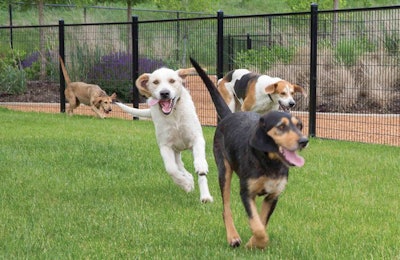 Mark Johnson, regional president of Pet Nutrition North America for Mars Petcare, believes the environment today is the most dynamic he’s ever experienced, and that is impacting how Mars does business. | Courtesy Mars Petcare