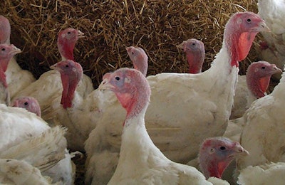 Optimize and fine tune formulations to obtain the best result possible in antibiotic-free production. | Dr. Eckel Animal Nutrition