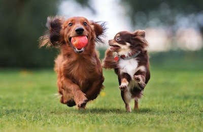 Small dogs come with big personalities, and pet food companies are weaving that knowledge into their formulation and marketing strategies for small breed pet foods. | (Alona Rjabceva | Fotolia.com)