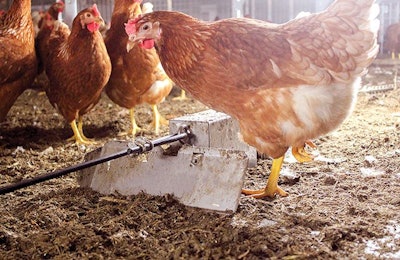 Litter scrapers, like the top pivot one, can be used to keep litter depth at no more than 1 inch to control ammonia and dust in a cage-free layer house. | Photo courtesy of Jansen Equipment Company