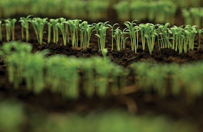One commission says humanity must switch a plant-based diet in order to feed the world in the future. How should the poultry industry respond? (Tverdokhlib | Bigstock.com)