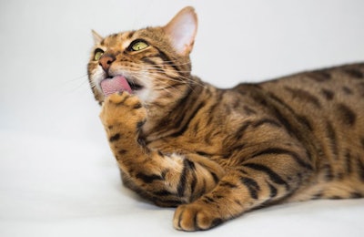 The complexity of defining “clean label” from both an industry perspective and a consumer perspective touches on a lot of different pet food issues. (vlbv | shutterstock.com)