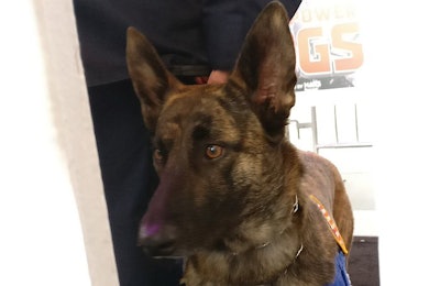 Dutch Shepherd Halo attends the premiere of the IMAX film 'Superpower Dogs' in Los Angeles, March 9, 2019. (Tim Wall)