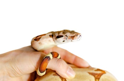 (TayaKorchak | BigStock.com)
