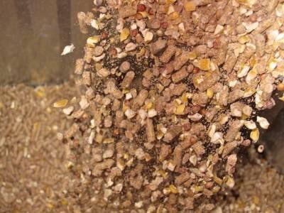 Ag_Photo_52