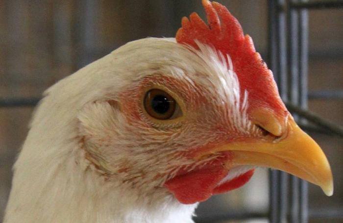 Avian-influenza-Iowa-quarantines1