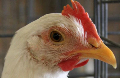 Avian-influenza-Iowa-quarantines1