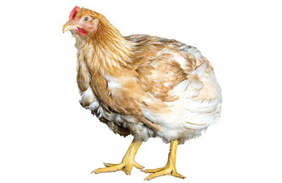 Cobb-Vantress-broiler